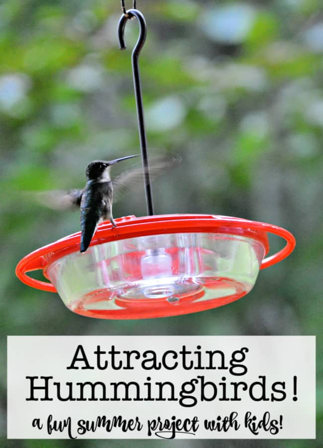 One of my absolute favorite things about summer is sitting on my porch in my rocking chair, right next to the bird feeders I have set out in the hopes of attracting hummingbirds! And now my kids look forward to doing it each summer too!