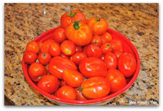 Roasted Tomato Sauce- the harvest