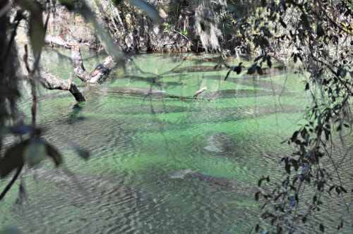 Things to Do in New Smyrna Beach: visit Blue Springs State Park